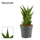 Сансевиерия Temple Crown (decorum) d12 см h27.5 см