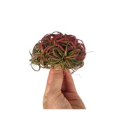 Тилландсия Ionantha Clumb Red d10 см h10 см