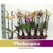 Фаленопсис 2 ствола Mix 14+ (phalaenova) d12 см h50 см тип 1