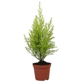 Купрессус d8.5 см h30 см