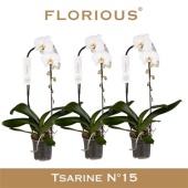 Фаленопсис Cascade 1st White (florious) d15 см h80 см