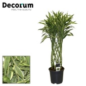 Драцена Сандериана Бамбук вайт (decorum) d19 см h70 см