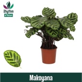Калатея Макояна "Rhythm Of Nature" d14 см h45 см