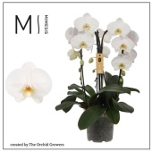 Фаленопсис 3 ствола Crown White 24+ d21 см h65 см
