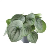 Пеперомия Watermelon Big (decorum) d14 см h25 см
