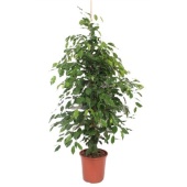 Фикус Бенджамина Экзотика d27 см h150 см