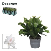 Шлюмбергера (декабрист) White (decorum) d9 см h18 см тип 1