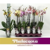 Фаленопсис 2 ствола Mix 16+ (phalaenova) d12 см h60 см