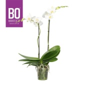 Фаленопсис 2 ствола White 13+ d12 см h40 см