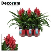 Гузмания Patricia Red Luxe Ceramic (decorum) d14 см h45 см