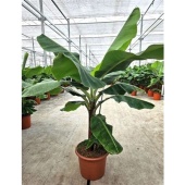 Банан Dwarf Cavendish d45 см h220 см