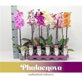 Фаленопсис 1 ствол Mix 9+ (phalaenova) d12 см h60 см