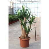Юкка Branched d50 см 200 см
