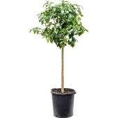 Цитрус Pompelmo Grapefruit d38 см h170 см