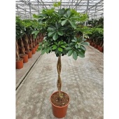 Шеффлера Компакта косичка d30 см h150 см
