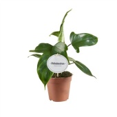 Филодендрон Florida Green d12 см h25 см тип 2