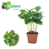 Кофе Арабика d7 см h15 см тип 1