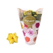Каланхоэ Rosalina Don Amarillo d12 см h27.5 см