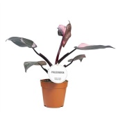 Филодендрон Pink Princess d12 см h40 см