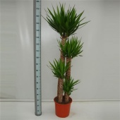 Юкка 4 ствола 120-90-60-30см Xl d32 см 170 см