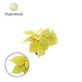 Филодендрон Сканденс Micans Lime d12 см h25 см