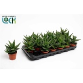Алоэ Митриформис d8.5 см h15 см