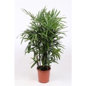 Рапис Excelsa d27 см h120 см