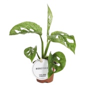 Монстера Adansonii Mint d6 см h15 см