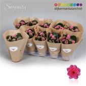 Каланхоэ Calandiva Serenity Pink d10.5 см h23 см