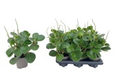 Пеперомия Obtusifolia d12 см h35 см
