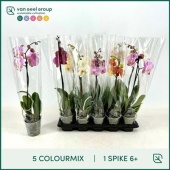 Фаленопсис 1 ствол Mix 6+ (van Geel) d12 см h55 см тип 1