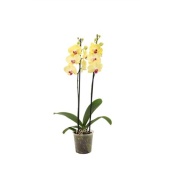 Фаленопсис 2 ствола Yellow Mix 14+ (van Geel) d12 см h55 см