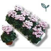 Цикламен Victoria d10.5 см h20 см