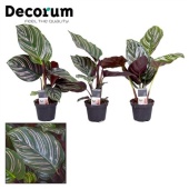Калатея Орната (decorum) d7 см h15 см