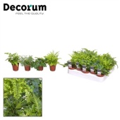 Папоротники микс (decorum) d5.5 см h10 см