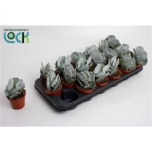 Котиледон суккулент Undulata d8.5 см h15 см