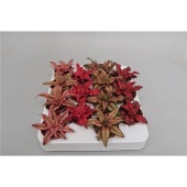 Криптантус d5.5 см h10 см
