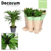 Хризалидокарпус Арека Feel Green d14 см h50 см тип 2