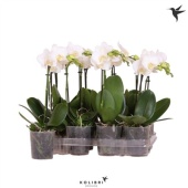Фаленопсис Little Kolibri 1st White d9 см h40 см тип 2
