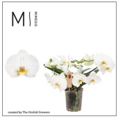 Фаленопсис 2 ствола Muse White 25+ (orchid Growers) d12 см h35 см