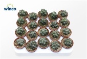 Корокия Маори Сильвер d5.5 см h12.5 см