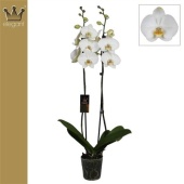 Фаленопсис 2 ствола Royal White 18+ (bernhard) d12 см h70 см