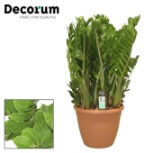 Замиокулькас Замиофолия 15+ веток (decorum) d37 см h110 см