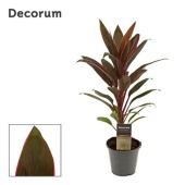 Кордилина Румба d12 см h40 см (decorum)
