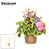 Цикламен Пикассо белый (decorum) d11 см h22.5 см