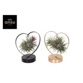 Тилландсия Love Edition Black/gold Mix d11 см h21 см