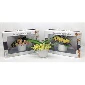 Фаленопсис L'arrangeur D'orchidee Yellow (phalaenova) d12 см h35 см