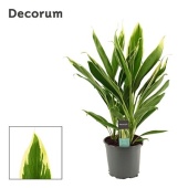 Кордилина Нью Конга d19 см h55 см (decorum)