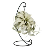Тилландсия King Xero Hanger d12 см h23 см