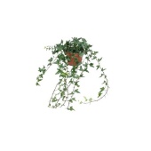 Хедера Shamrock Medium Long d13 см h70 см